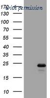 OriGene TA801882S image 1