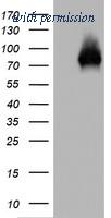 OriGene TA802078AM image 1