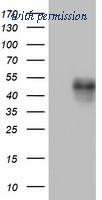 OriGene TA802225S image 1
