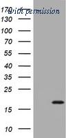 OriGene TA802246BM image 1