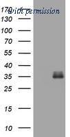OriGene TA802282AM image 1