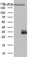 OriGene TA802283BM image 1