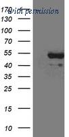 OriGene TA802413BM image 1