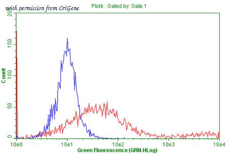 OriGene TA802418AM image 1