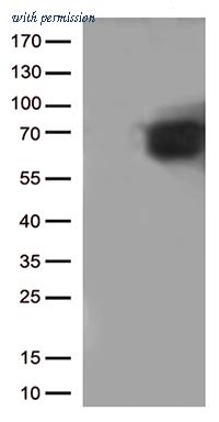 OriGene TA802422AM image 1