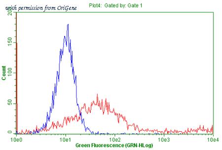 OriGene TA802425AM image 1