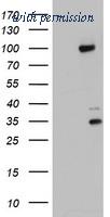 OriGene TA802705BM image 1