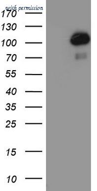 OriGene TA802709AM image 1