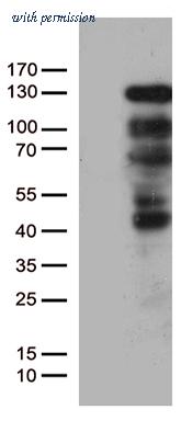 OriGene TA802712BM image 1