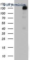 OriGene TA802714AM image 1