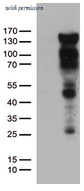 OriGene TA802718AM image 1