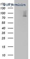 OriGene TA802805BM image 1