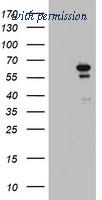 OriGene TA802823BM image 1