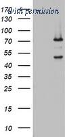 OriGene TA802824S image 1