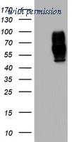 OriGene TA802827AM image 1