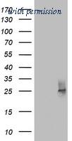 OriGene TA802849BM image 1