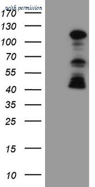OriGene TA802858S image 1
