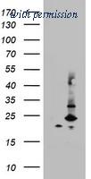 OriGene TA802877BM image 1