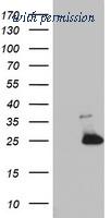 OriGene TA802879BM image 1