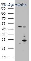 OriGene TA802880BM image 1