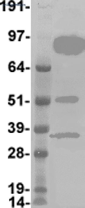 OriGene TA802883AM image 1