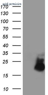 OriGene TA802924S image 1