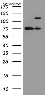 OriGene TA802934S image 1