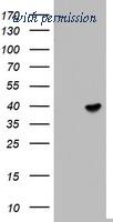 OriGene TA802936AM image 1