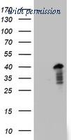 OriGene TA803029S image 1