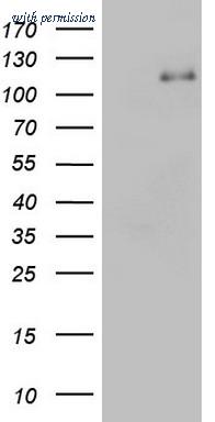 OriGene TA803054S image 1