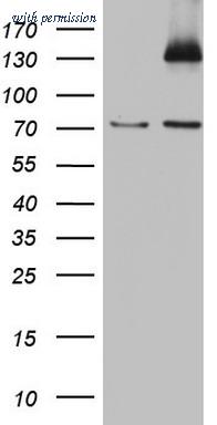 OriGene TA803133S image 1