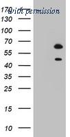 OriGene TA803144AM image 1