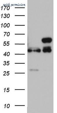 OriGene TA803152S image 1