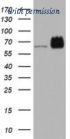 OriGene TA803154AM image 1