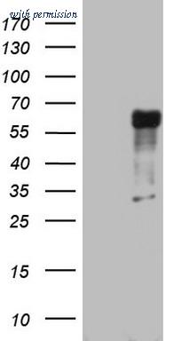 OriGene TA803229BM image 1