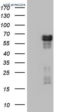 OriGene TA803230AM image 1