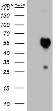 OriGene TA803237BM image 1