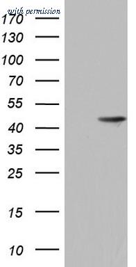 OriGene TA803317S image 1