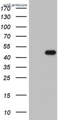 OriGene TA803319S image 1