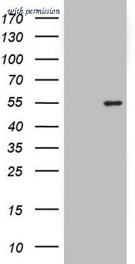 OriGene TA803331S image 1