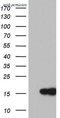 OriGene TA803408AM image 1