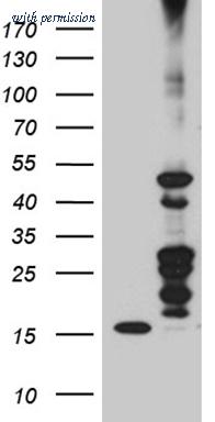 OriGene TA803421 image 1
