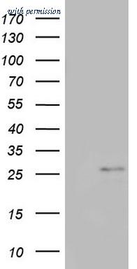 OriGene TA803432AM image 1