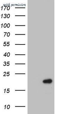 OriGene TA803433AM image 1