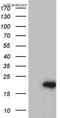 OriGene TA803436AM image 1