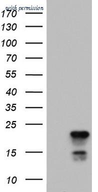 OriGene TA803441S image 1