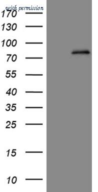 OriGene TA803561S image 1