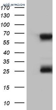 OriGene TA803564BM image 1