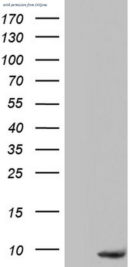 OriGene TA803566S image 1