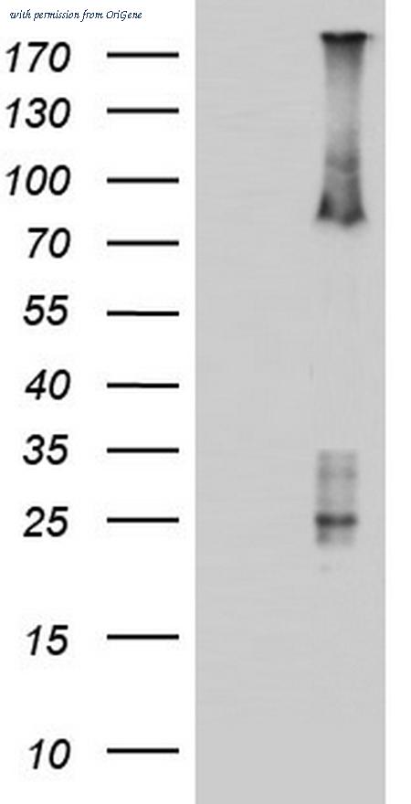 OriGene TA803662S image 1